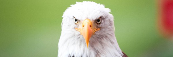 slbenfica_en Profile Banner