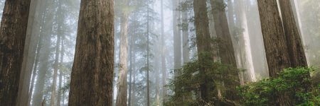 Moore Foundation banner