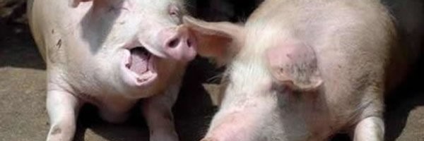 patapije Profile Banner