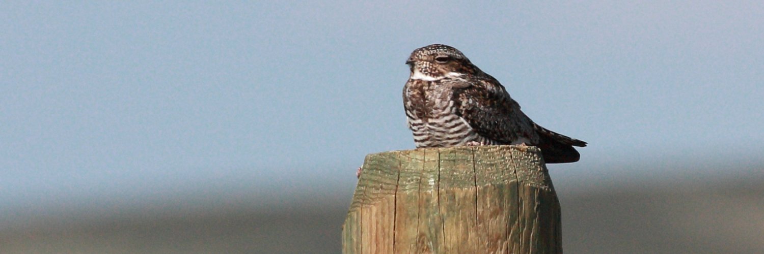 Kate D. Wilkins (She/her) banner