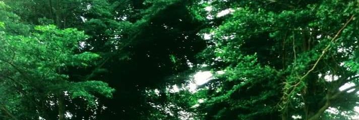 Player_Meji's profile banner image