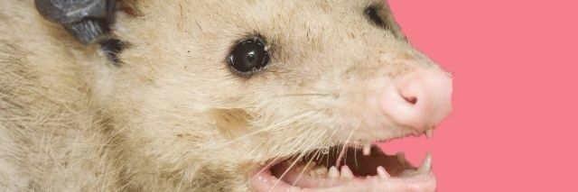 isitdog's profile banner image