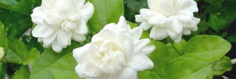 asmi_77777's profile banner image