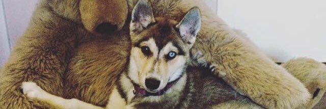 notjustahusky's profile banner image