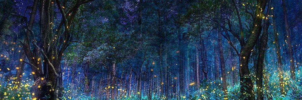 Stray Autistic Cat banner