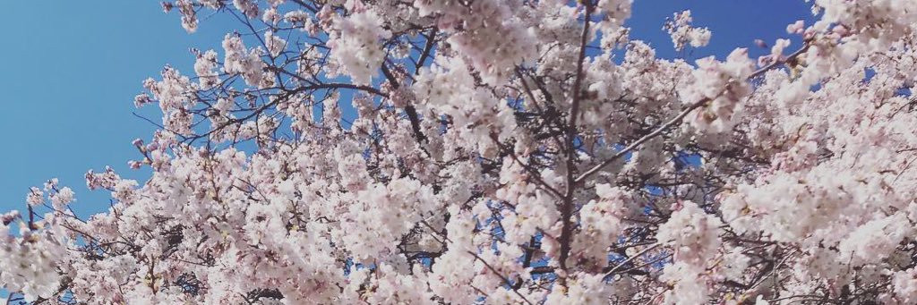 lana_leidal's profile banner image