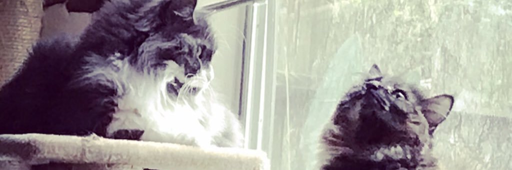 CatTherapy4Real's profile banner image