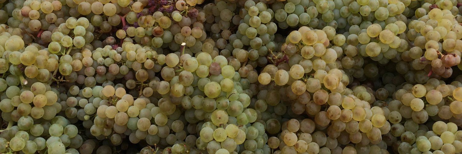 Oregon Chardonnay banner