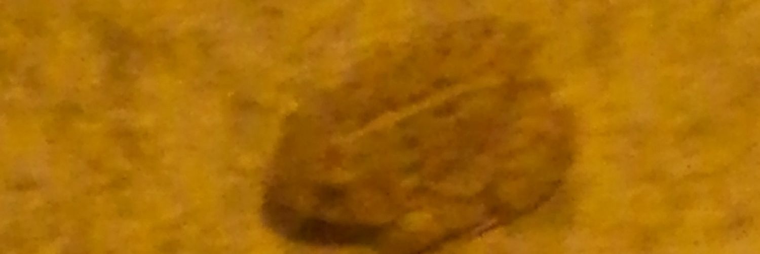 Sam Jeffari banner