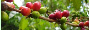 happybeanscoffe's profile banner image