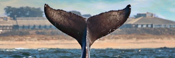 MLMLmarinesci Profile Banner