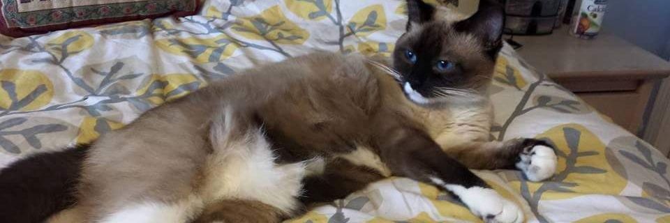 SamBear805's profile banner image