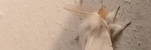 Doria_Moammin's profile banner image