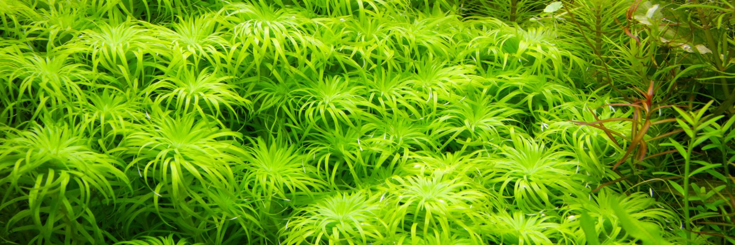 ウイステリア/水槽屋.com banner