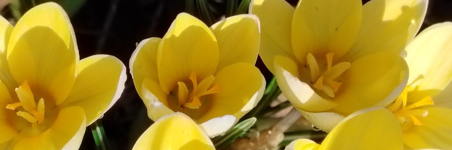 MarioB226's profile banner image