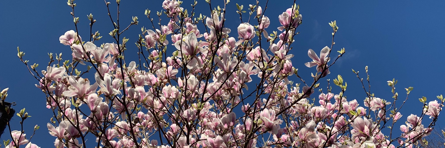 Dr Fiona Meechan 💙 banner