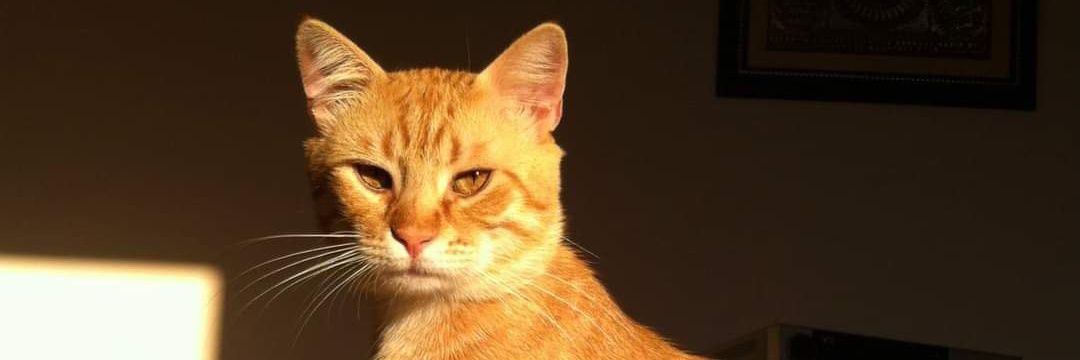 Şeref Karaca banner