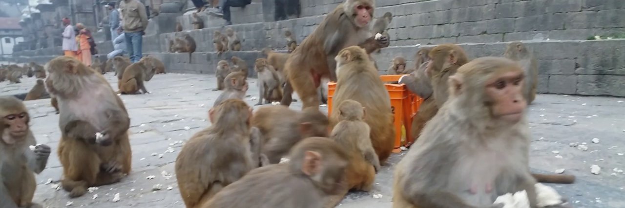 Monkey banner