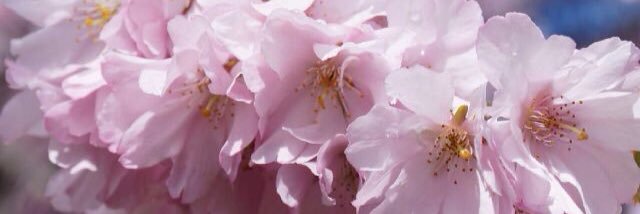 beccas1998uk's profile banner image