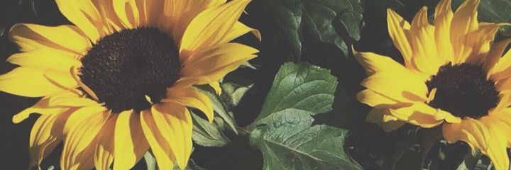 KellieShea's profile banner image