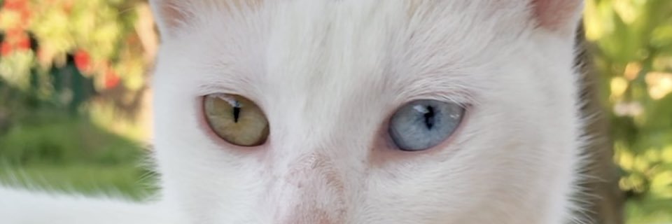 valensuli's profile banner image