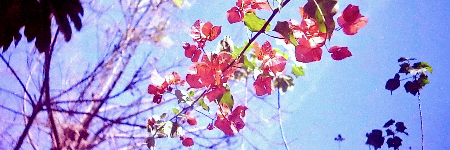 Alexcapontes's profile banner image