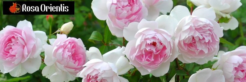 バラの家 公式本店 Rosa Orientis banner