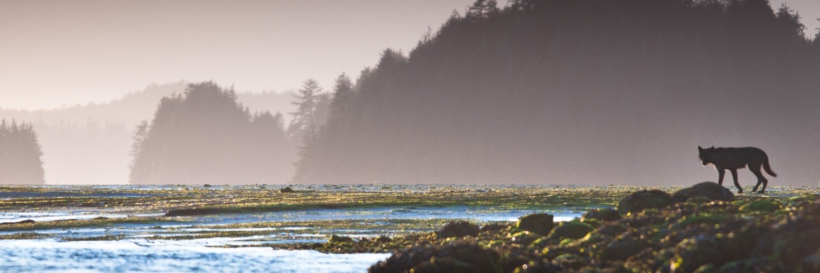 PacificNWRadio banner