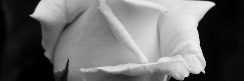 Silantboy2's profile banner image