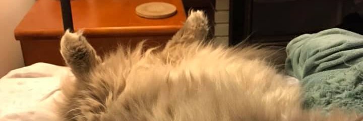 RJBoydFergie's profile banner image