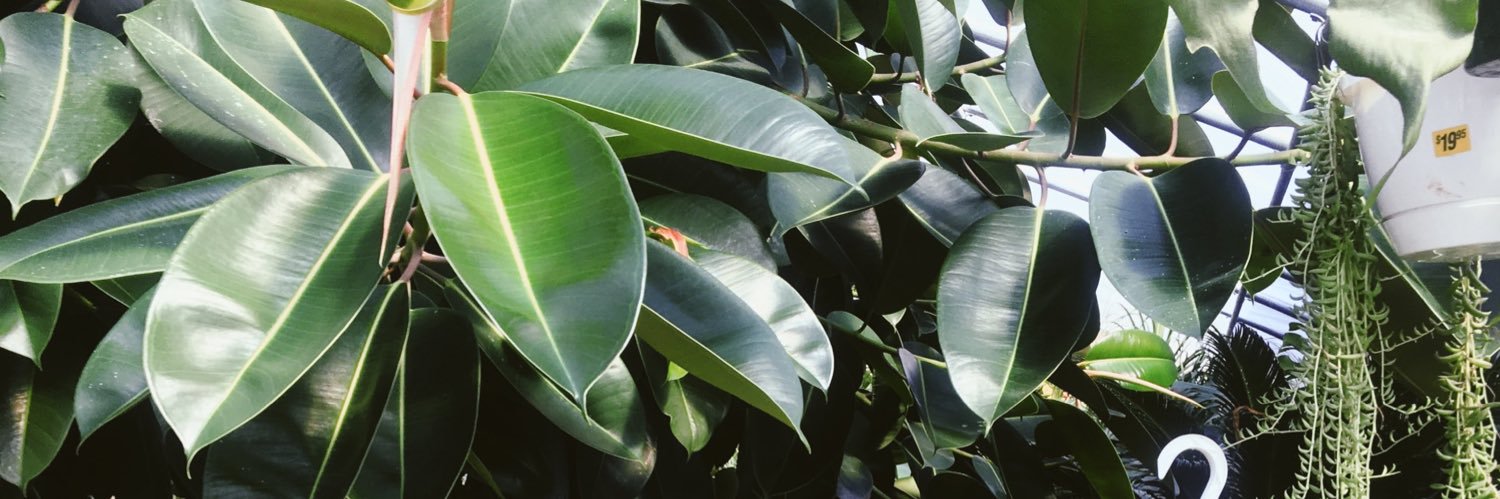 liccarsa's profile banner image