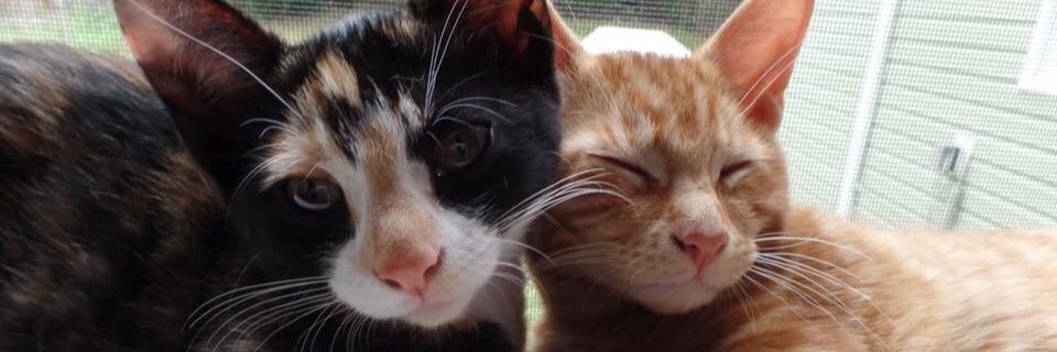 mickypaigee's profile banner image