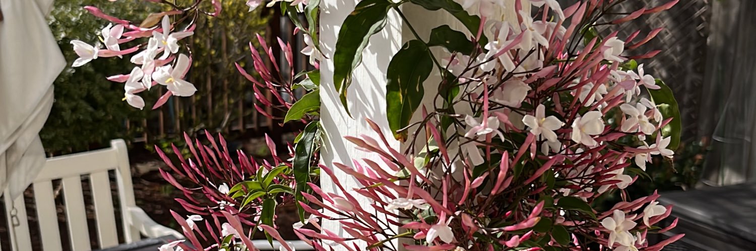 eugeniabcrews's profile banner image