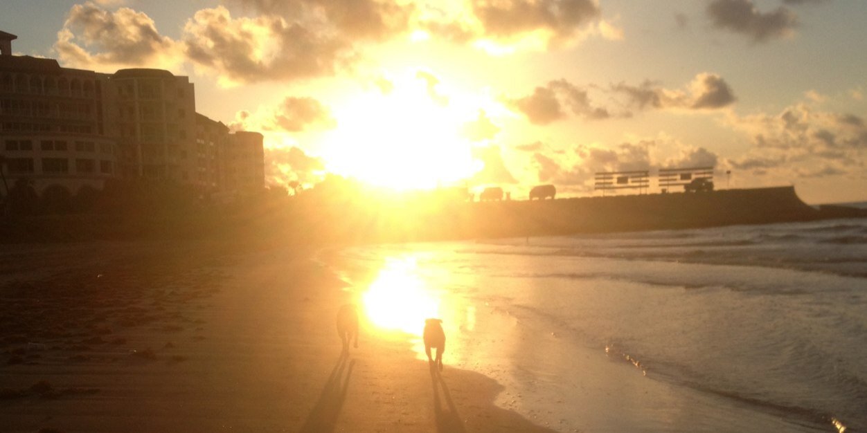 thecatlee's profile banner image