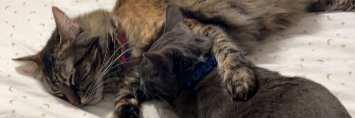 glad_roque15's profile banner image