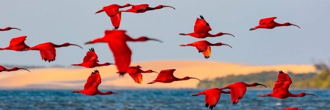 francesinha do agreste banner