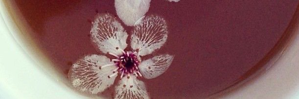 ,alana banner