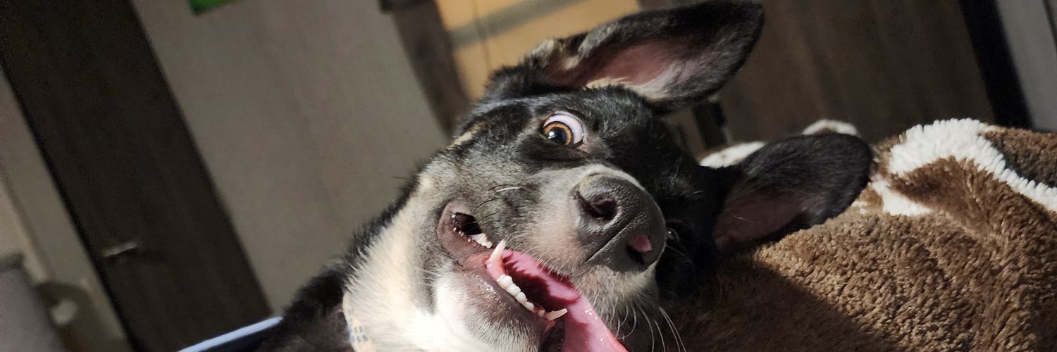 JesSwindall's profile banner image