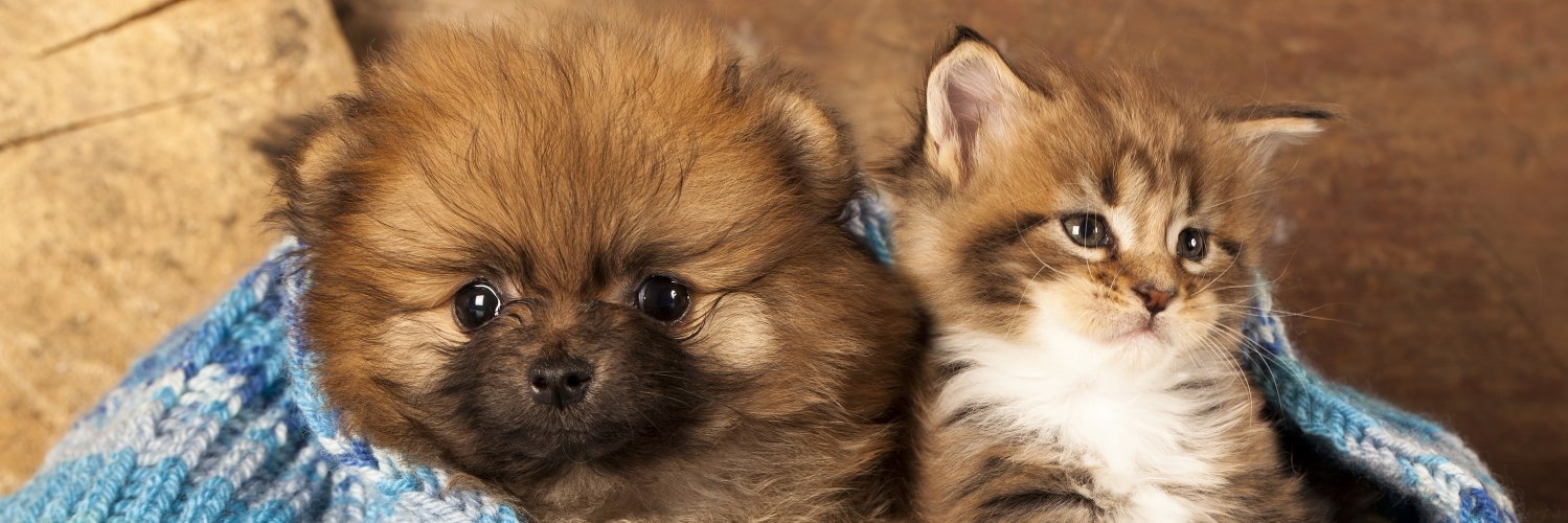 lovablepawclaws's profile banner image