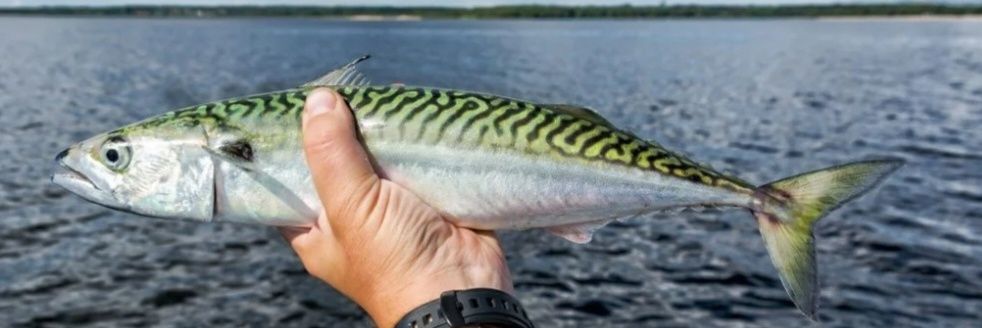 Mackerel______'s profile banner image
