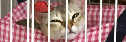 babatasu's profile banner image