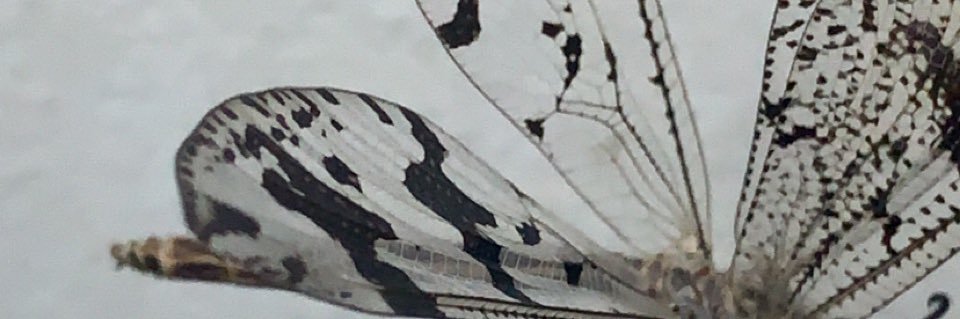 ivelve2's profile banner image