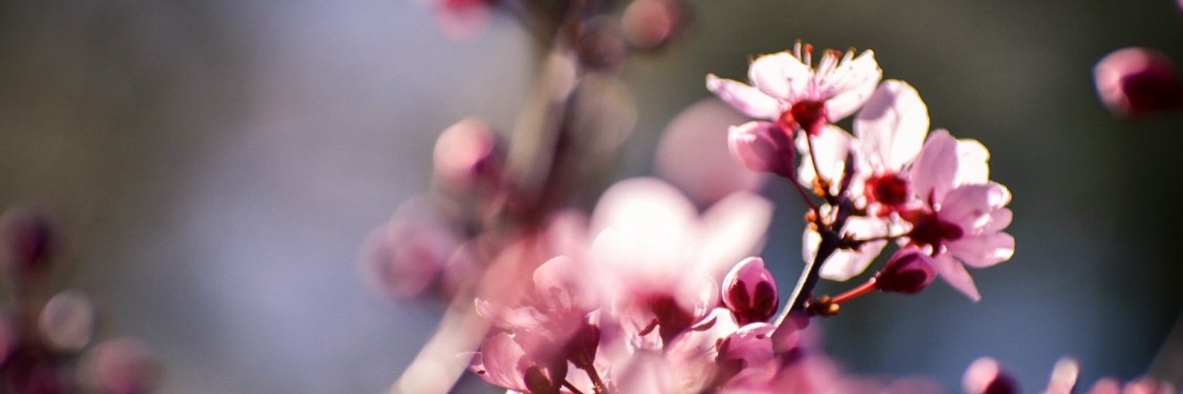 Michar's profile banner image