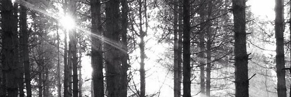 silverbackmpr Profile Banner