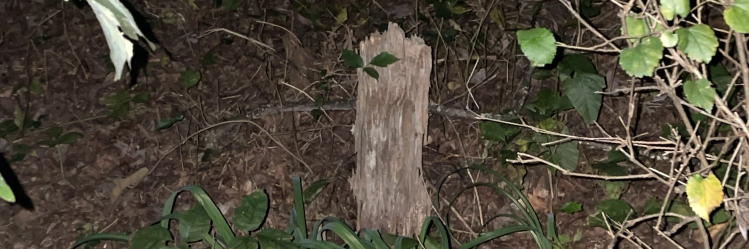 tinypocketcats banner