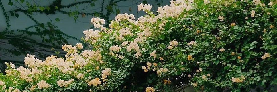 eviioktaa_'s profile banner image