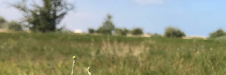 buthina2005's profile banner image
