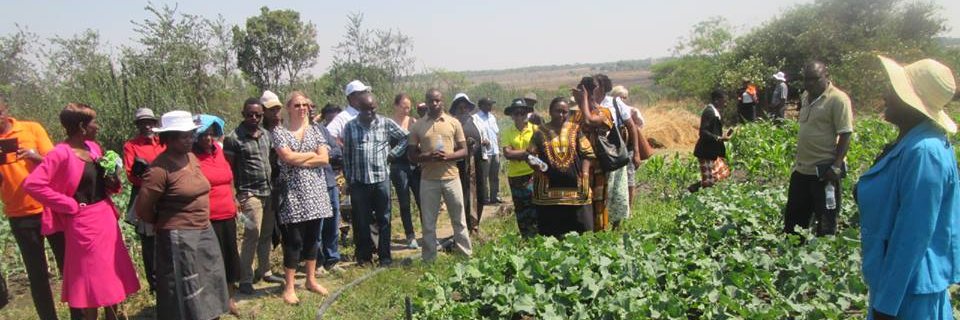 SHDF Zimbabwe banner