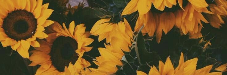 hannah_char's profile banner image