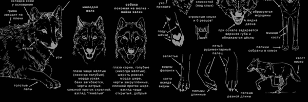 thenatewolf Profile Banner